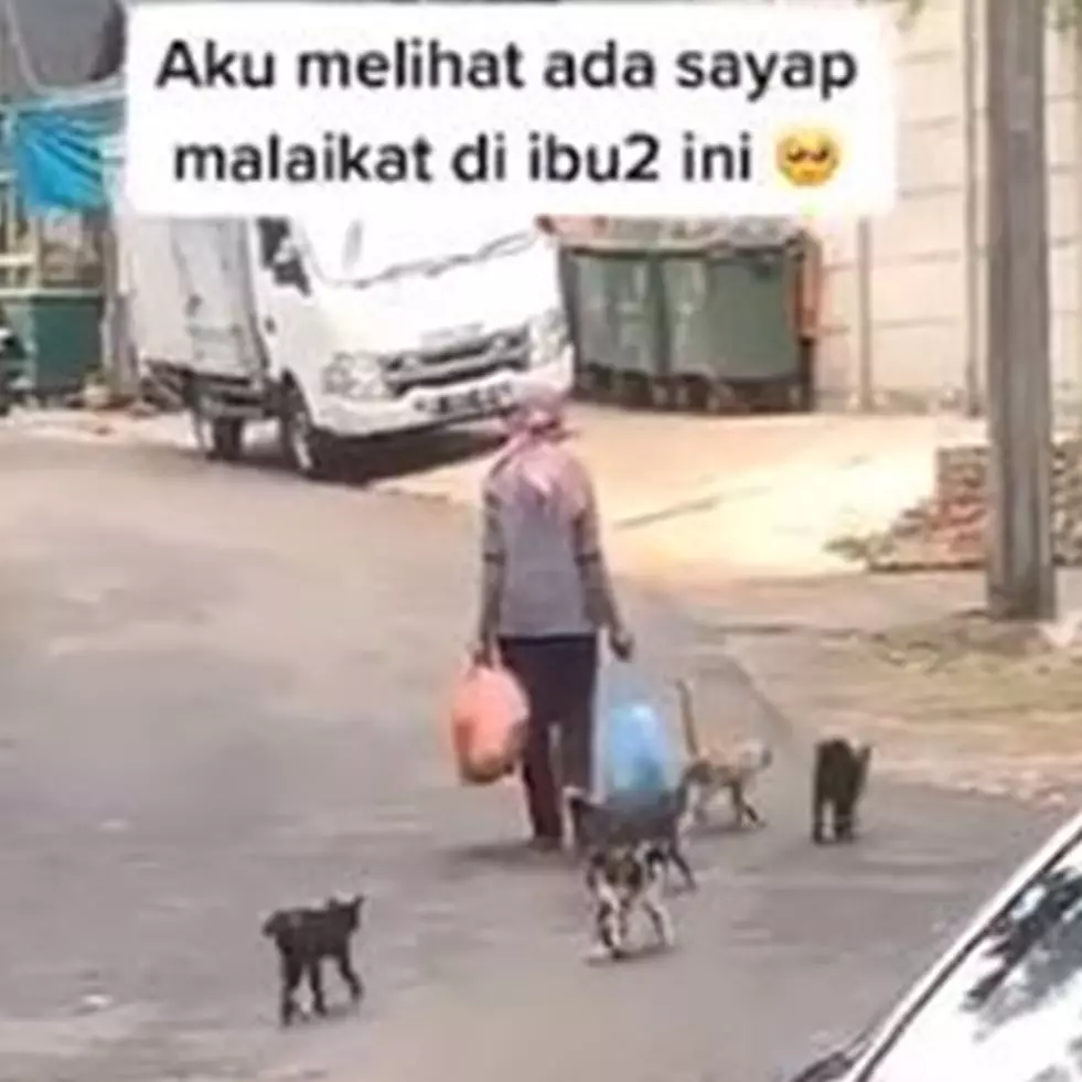 Viral video wanita beri makan kucing jalanan tiap hari, bikin haru