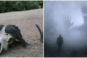 5 Fakta ratusan hewan ternak mati karena makhluk buas