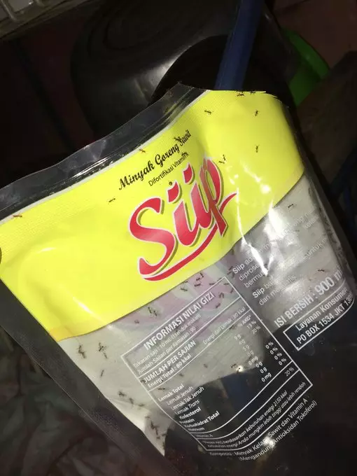 semut dalam minyak Twitter semut dalam minyak Twitter