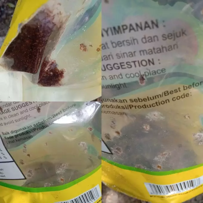 semut dalam minyak Twitter semut dalam minyak Twitter