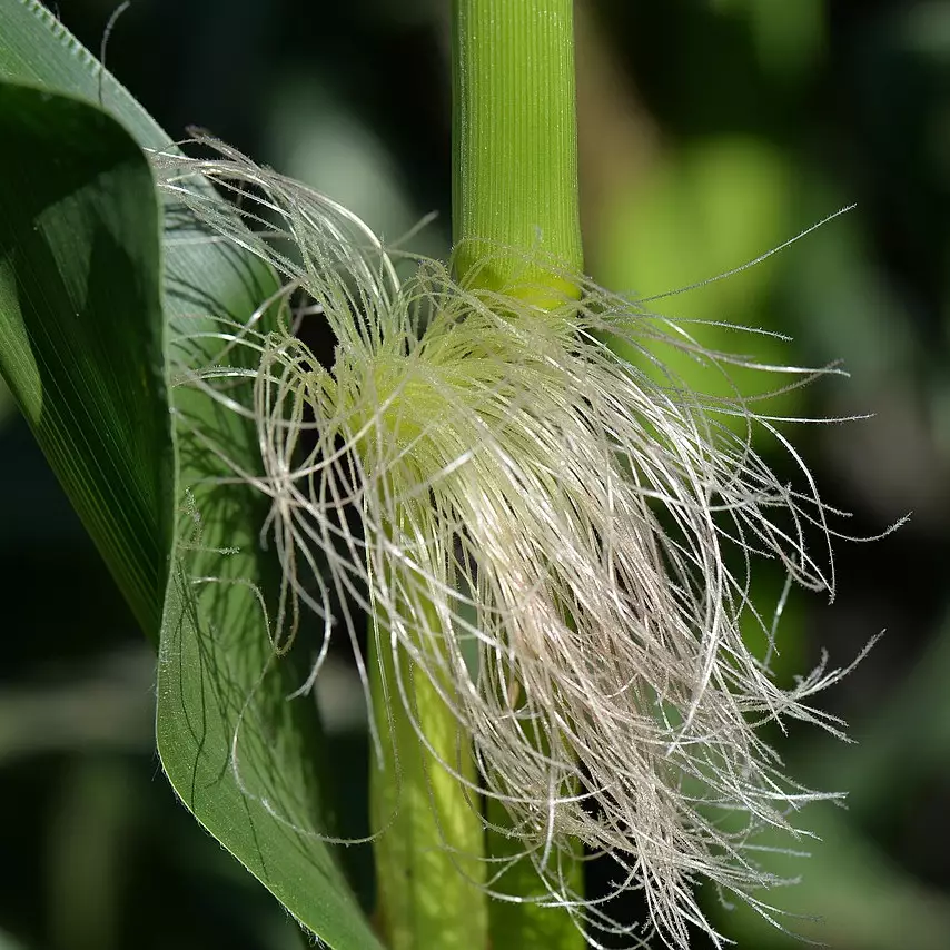 6 Manfaat rambut jagung wajib kamu tahu, bisa turunkan kolesterol