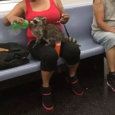 penumpang bawa hewan di kereta Berbagai Sumber