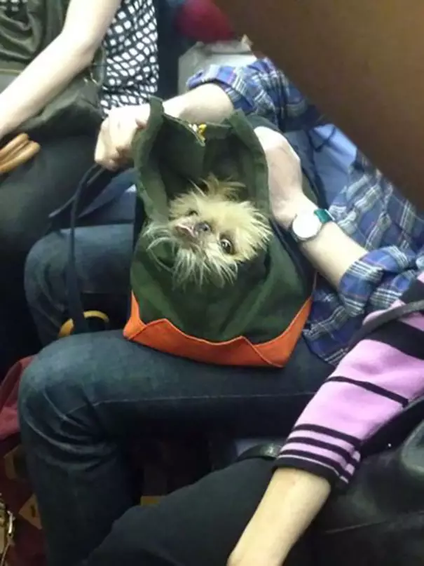 penumpang bawa hewan di kereta Berbagai Sumber