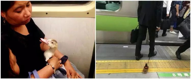 15 Potret lucu penumpang bawa hewan di kereta, ada marmut