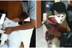 10 Momen lucu bapak-bapak momong kucing, tingkahnya ada-ada aja