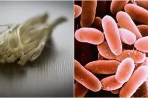 Kementan musnahkan jamur enoki asal Korea Selatan