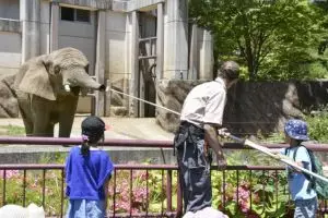Kisah Mao, gajah patah hati usai ditinggal mati pasangannya