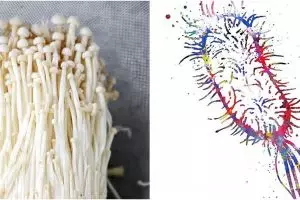 Jadi penyebab virus listeria, ini 6 fakta jamur enoki