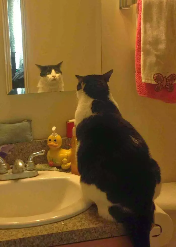 ekspresi binatang ngaca Berbagai sumber