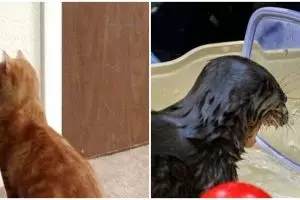 8 Ekspresi kocak binatang saat ngaca, bikin gemas