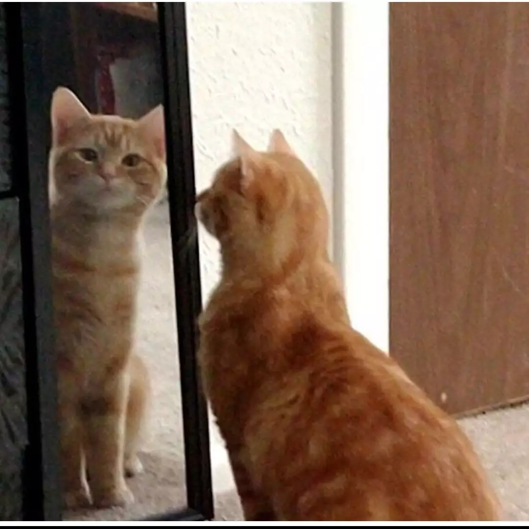 8 Ekspresi kocak binatang saat ngaca, bikin gemas