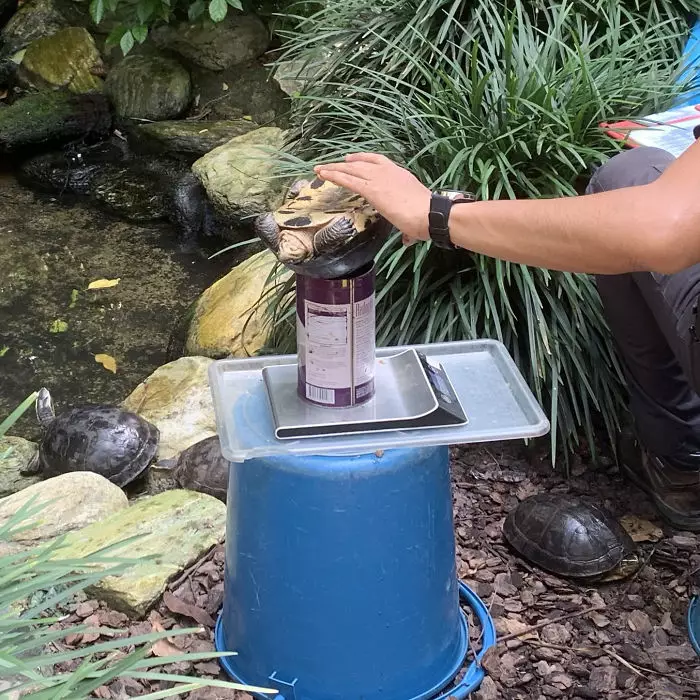 cara menimbang hewan Berbagai Sumber