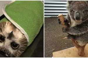 10 Cara menimbang hewan ini kreatif bukan main, anti kabur