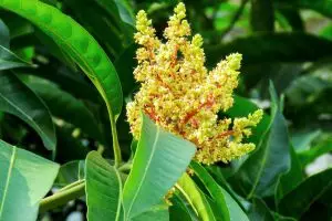 8 Manfaat daun mangga untuk kesehatan, bisa tingkatkan imun