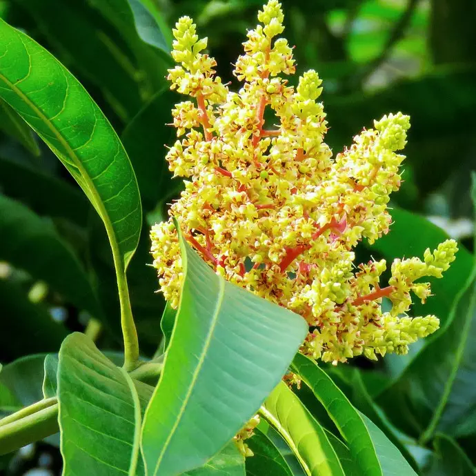 8 Manfaat daun mangga untuk kesehatan, bisa tingkatkan imun