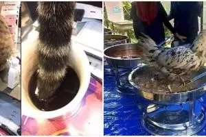 10 Momen apes gara-gara hewan ini bikin tepuk jidat