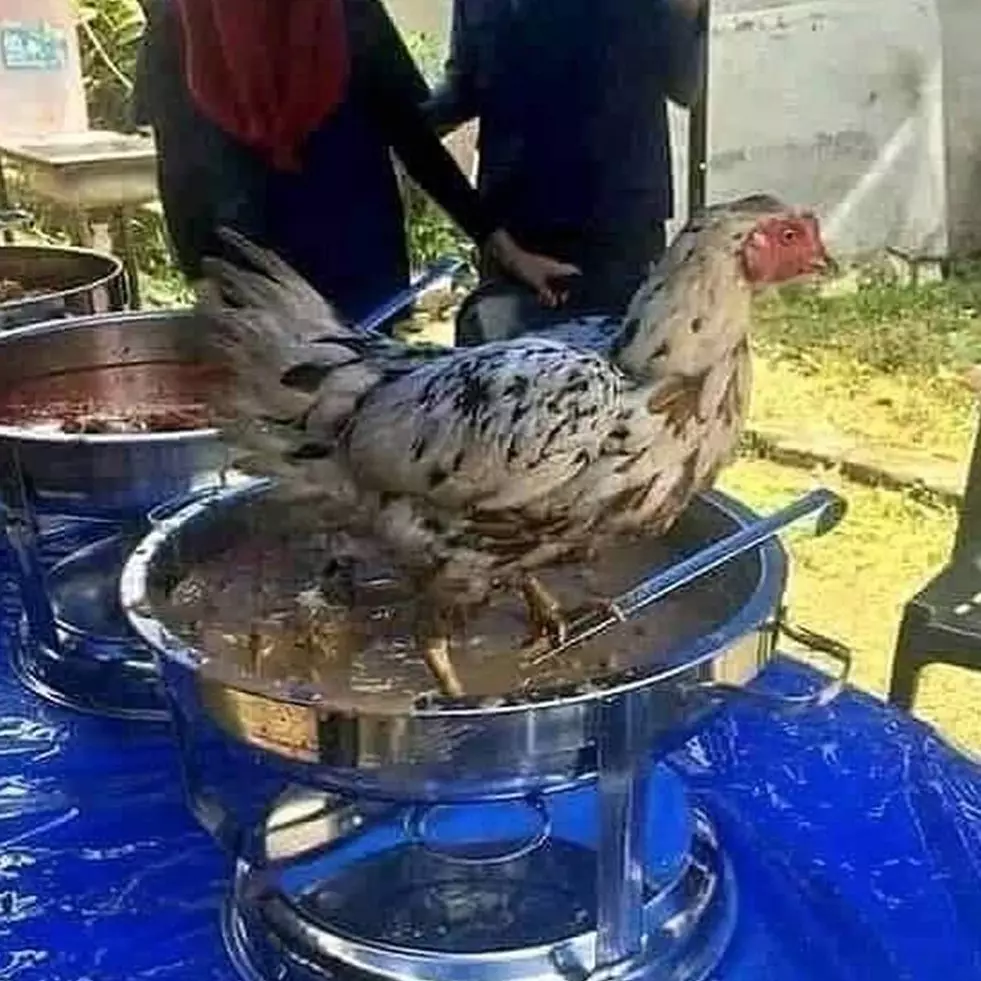 10 Momen apes gara-gara hewan ini bikin tepuk jidat