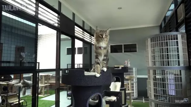 Rumah Aleta Molly YouTube/Taulany TV