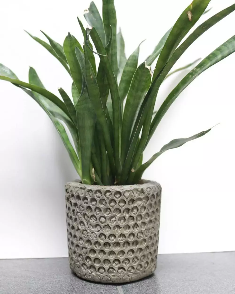 Jenis tanaman © 2020 brilio.net