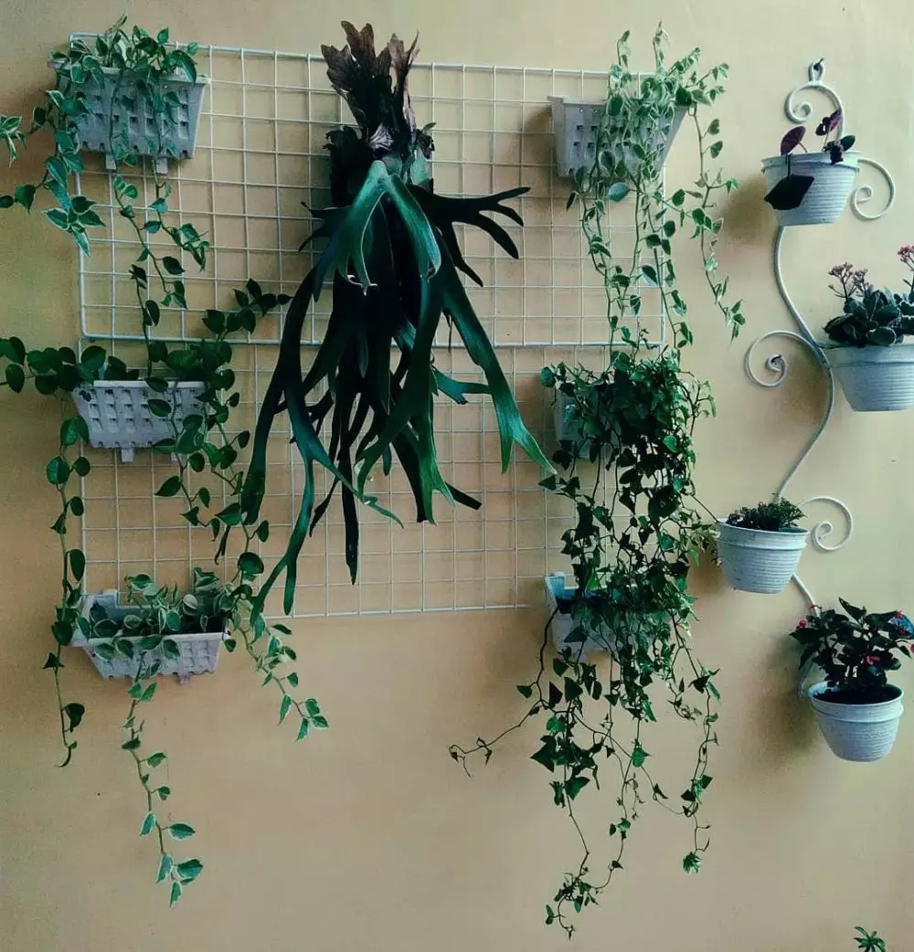 Jenis tanaman © 2020 brilio.net