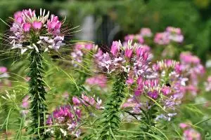 12 Rekomendasi jenis tanaman dan khasiatnya untuk kesehatan