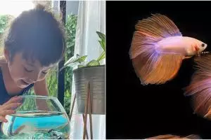 5 Seleb punya hobi pelihara ikan cupang, bentuknya unik banget