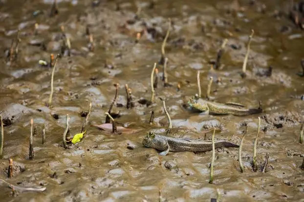 ikan unik unik berbagai sumber ikan unik unik berbagai sumber