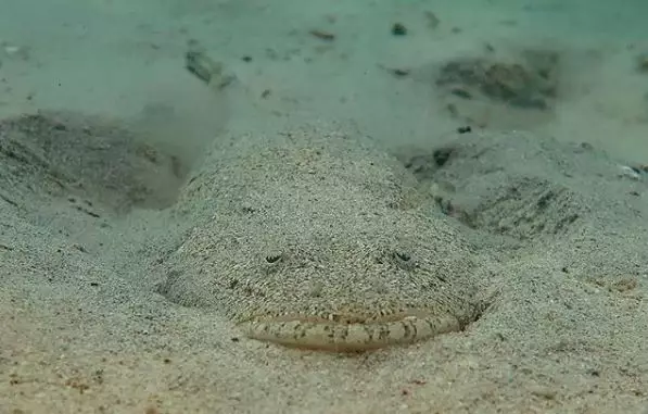 ikan unik unik berbagai sumber ikan unik unik berbagai sumber