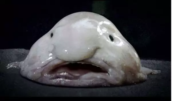 ikan unik unik berbagai sumber ikan unik unik berbagai sumber