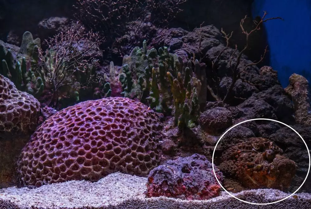 ikan unik unik berbagai sumber ikan unik unik berbagai sumber