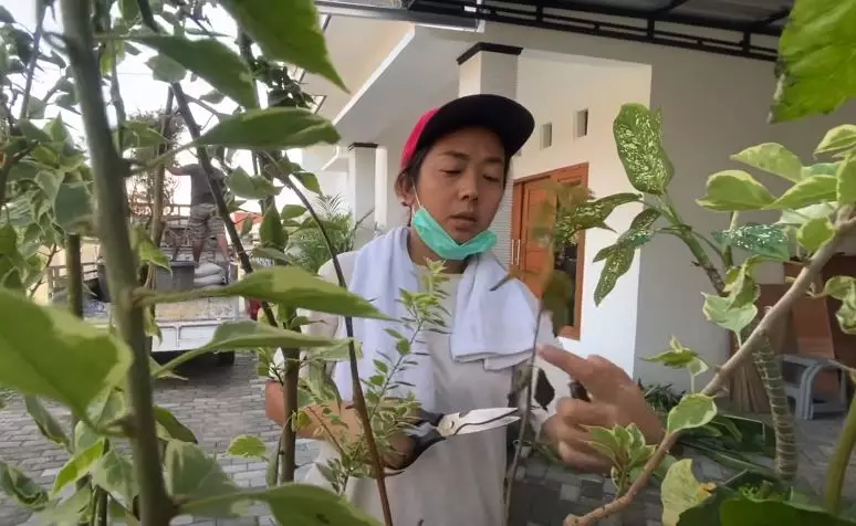 Soimah borong tanaman © 2020 brilio.net