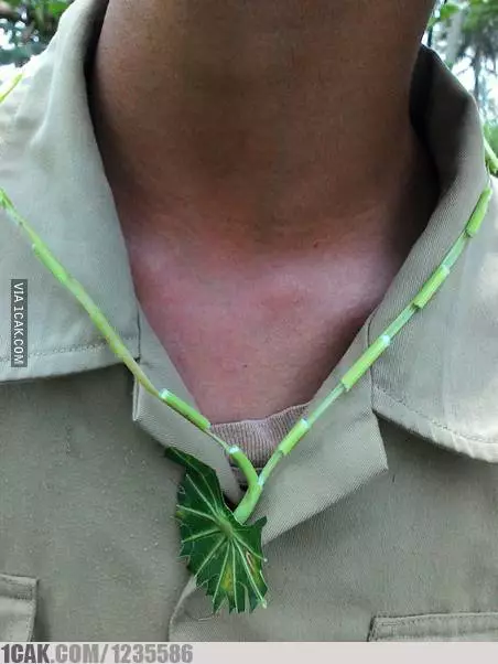 Kalung ala netizen twitter