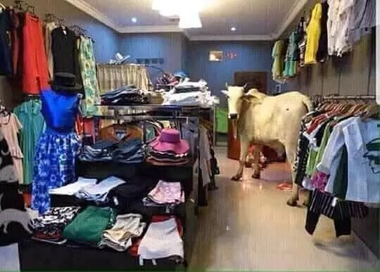 momen absurd hewan di tempat umum © 2020 instagram.com momen absurd hewan di tempat umum © 2020 instagram.com