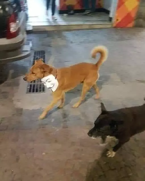 momen absurd hewan di tempat umum © 2020 instagram.com momen absurd hewan di tempat umum © 2020 instagram.com