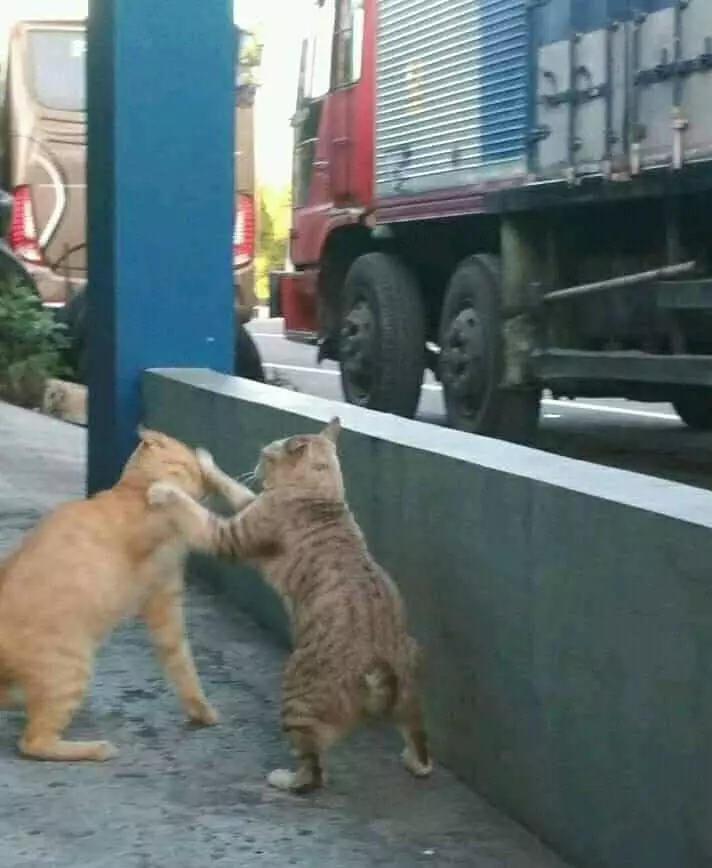 momen absurd hewan di tempat umum © 2020 instagram.com momen absurd hewan di tempat umum © 2020 instagram.com