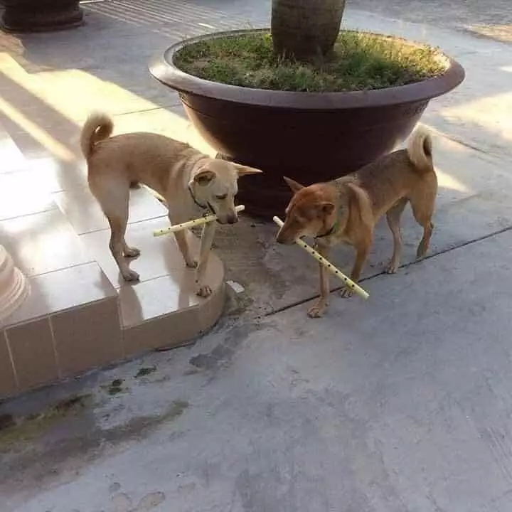 momen absurd hewan di tempat umum © 2020 instagram.com momen absurd hewan di tempat umum © 2020 instagram.com