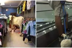 10 Momen absurd hewan di tempat umum ini bikin pengen ketawa