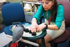 Burung Beo kalahkan mahasiswa asal Harvard dalam uji daya ingat