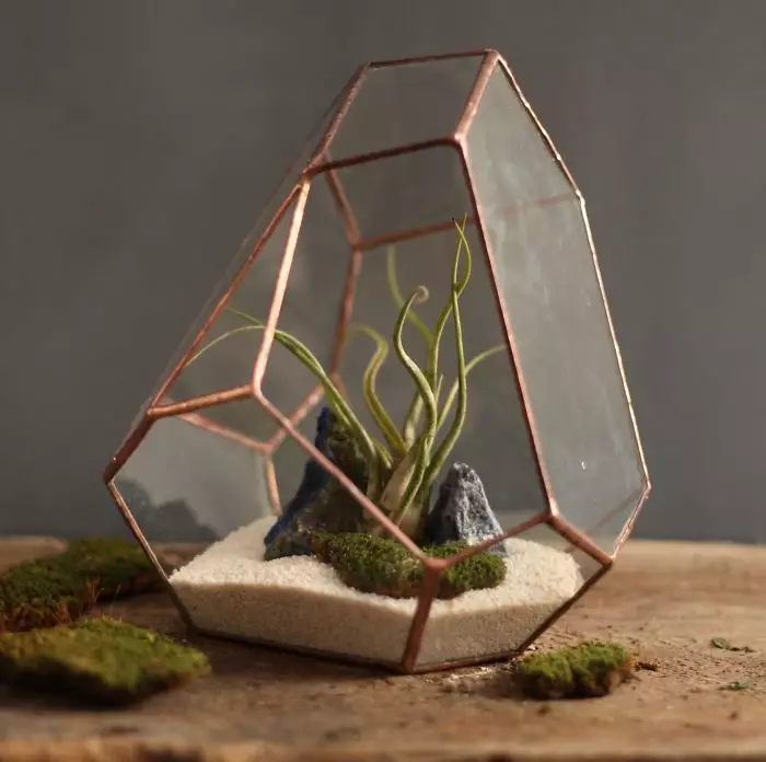 Potret Terrarium bisa dicoba boredpanda