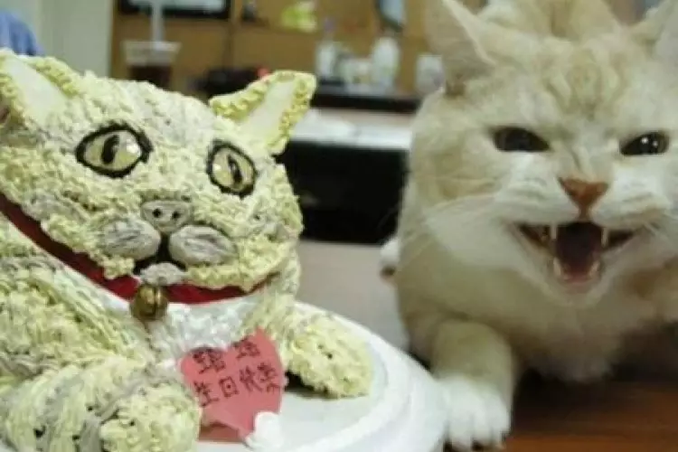 Kue ulangtahun hewan absurd Berbagai sumber