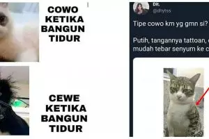 10 Meme lucu ekspresi kucing ini kocaknya bikin ngangguk setuju