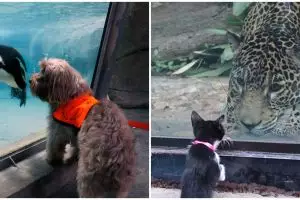 10 Momen lucu ketika hewan peliharaan diajak ke kebun binatang