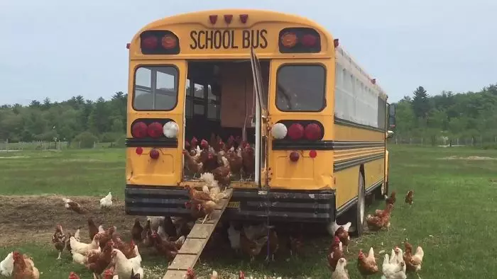 bentuk kandang ayam unik Berbagai Sumber bentuk kandang ayam unik Berbagai Sumber