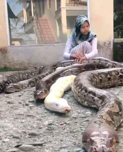 Gadis pelihara ular © 2020 brilio.net Gadis pelihara ular © 2020 brilio.net