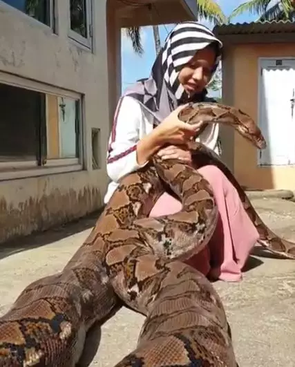 Gadis pelihara ular © 2020 brilio.net Gadis pelihara ular © 2020 brilio.net