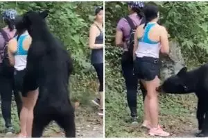 Viral video wanita didekati beruang, bukannya lari malah selfie