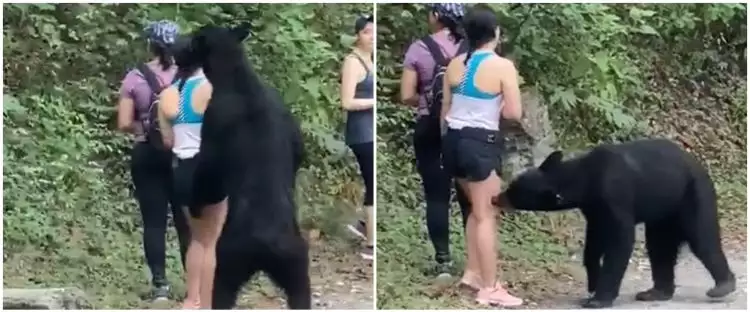 Viral video wanita didekati beruang, bukannya lari malah selfie