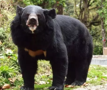 nenek 82 tahun beruang worldofbuzz.com