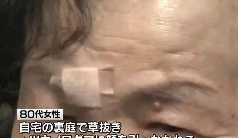 nenek 82 tahun beruang Twitter