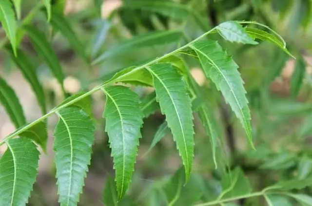 Ramuan alami kunyit untuk atasi masalah jerawat © 2020 brilio.net